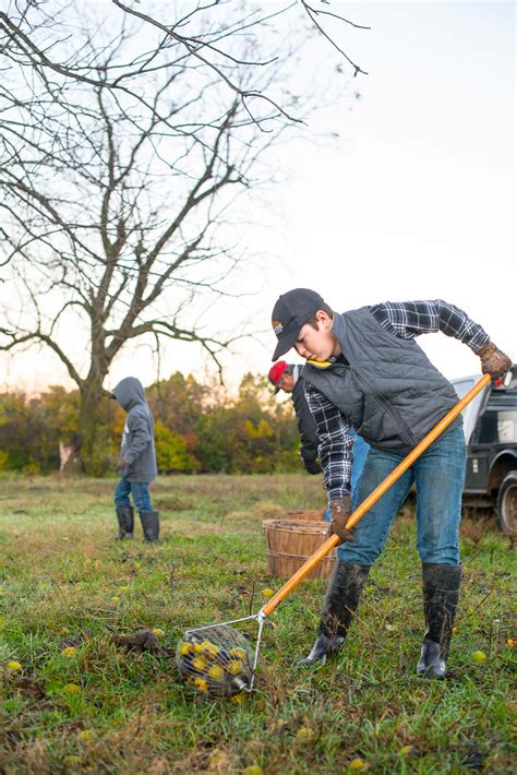 how to pick up walnuts skid steer|picking black walnuts without bending.